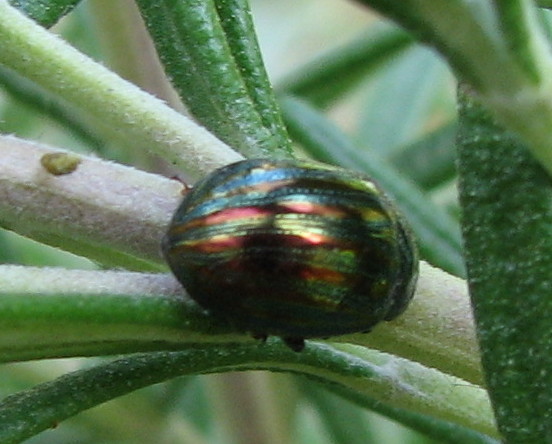 Chrysolina americana: etimologia